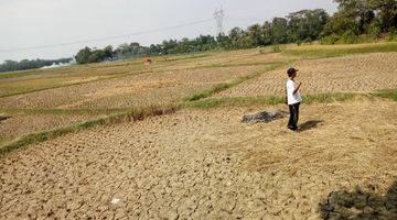 Gambar 1 Tanah Komersial di Jl Pamarayan Wirana Damping Serang Banten