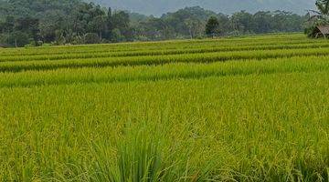 Gambar 3 Kavling Kebun Durian di Pegunungan Bogor Timur