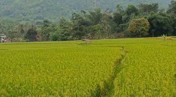 Gambar 2 Kavling Kebun Durian di Pegunungan Bogor Timur