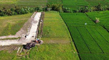 Gambar 2 Tanah 555m2 Super Bagus Cocok Untuk Villa -view Ricefield