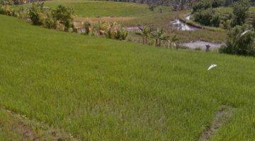 Gambar 2 Tanah sawah di Selemadeg Timur Tabanan Bali