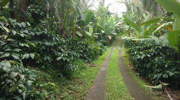 Gambar 2 Kebun kopi di Tabanan Bali hanya 20 menit ke Balian beach