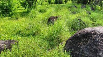 Gambar 4 Land For Sale in Tejakula Tembok Buleleng