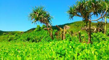 Gambar 5 Dijual Tanah Kavling Los Pantai Pengantap Sekotong Lombok