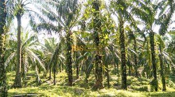 Gambar 5 Dijual Tanah Kosong Desa Lau Mulgap Kec. Selesai Kab. Langkat 