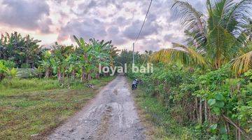 Gambar 1 Tanah, Land With Good Area In Jembrana, Bali