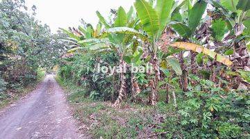 Gambar 2 Tanah, Land With Good Area In Jembrana, Bali