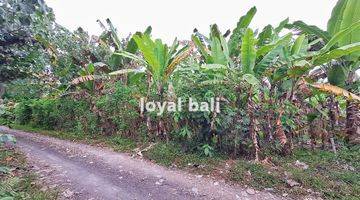 Gambar 3 Tanah, Land With Good Area In Jembrana, Bali