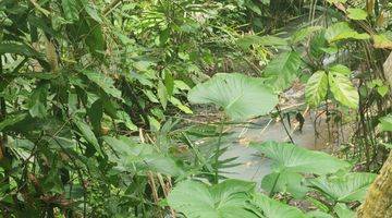 Gambar 4 Tanah view jungle dan los sungai, Bonus pohon durian dan kelapa