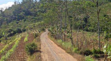 Gambar 5 Tanah subur siap tanam di temanggung jawa tengah