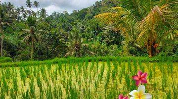 Gambar 2 Jtu 1122, Tanah View Sawah di Tegallalang Luas 46 Are Cocok Inves