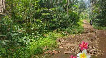 Gambar 5 jtu 1214, tanah luas 19 are view sawah di tegallalang bali