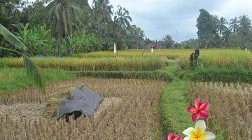 Gambar 3 Jtu 986, Tanah di Payangan View Full Sawah Seluas 10 Are