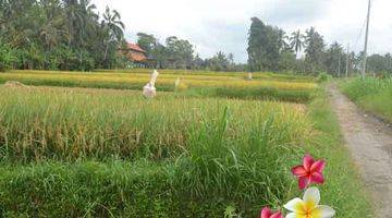 Gambar 1 Jtu 986, Tanah di Payangan View Full Sawah Seluas 10 Are