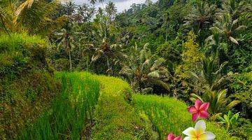 Gambar 1 Jtu 1122, Tanah View Sawah di Tegallalang Luas 46 Are Cocok Inves