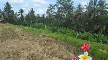 Gambar 2 Jtu 986, View Sawah di Tanah Luas 10 Are di Payangan Bali