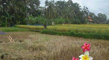 Gambar 2 Jtu 986, Tanah di Payangan View Full Sawah Seluas 10 Are