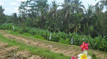 Gambar 4 Jtu 986, Tanah di Payangan View Full Sawah Seluas 10 Are