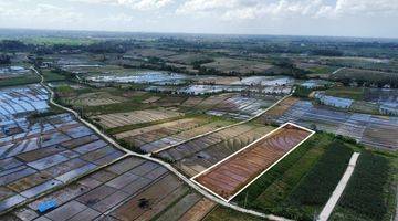 Gambar 4 Tanah:2500 M2(25 Are ) Super Langka Siap Bangun Dekat Pantai Kelating Tabanan Bali 