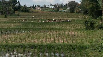 Gambar 4 Tanah:800 M2(8 Are ) Super Langka Siap Bangun Di Tumbak Bayuh Utara Bali