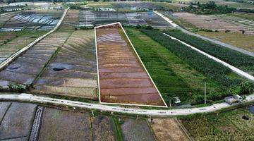 Gambar 2 Tanah:2500 M2(25 Are ) Super Langka Siap Bangun Dekat Pantai Kelating Tabanan Bali 