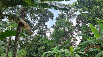 Gambar 3 Tanah Kebun Durian Dan Alpukat 750mtr.shm  Sekitar Rancamaya Ciawi Bogor. Tidak Jauh Dari Pintu Toll Ciawi Atau Dari Pintu Toll Bocimi