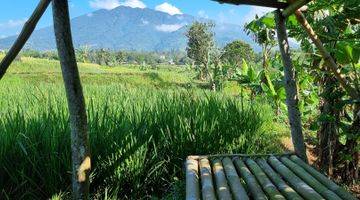 Gambar 4 Tanah Kebun Sawah Terbaik Diarea Ini.10 Menit Dari Pintu Toll Cigombong Lido Bogor.best View.nempel Kali Jernih.bisa Ambil Sebagian