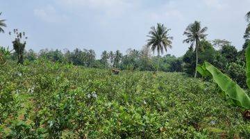 Gambar 3 Tanah kebun jambu kristal seluas 19000m².dekat ke pintu toll sukabumi