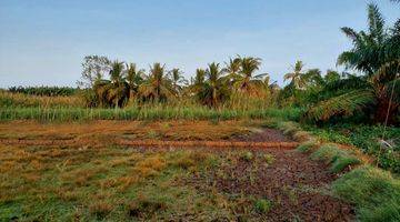 Gambar 3 Tanah Darat Dan Sawah Kering Di Panimbang Blok Huni