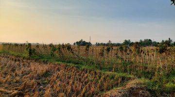 Gambar 5 Tanah Darat Dan Sawah Kering Di Panimbang Blok Huni