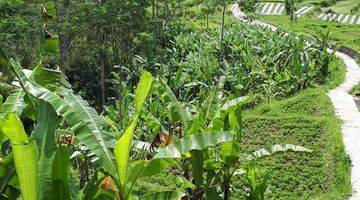 Gambar 4 Lahan Villa  Resort  View Sawah di Payangan Ubud