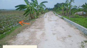 Gambar 2 Tanah Sawah Murah Semanding Bojonegoro Jl. Ngampel Dijual Cpt B.u