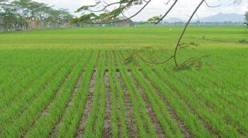 Gambar 3 Cocok Utk Resto Tepi Sawah Tanah Sawah Gondang Tulungagung