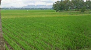 Gambar 5 Cocok Utk Resto Tepi Sawah Tanah Sawah Gondang Tulungagung