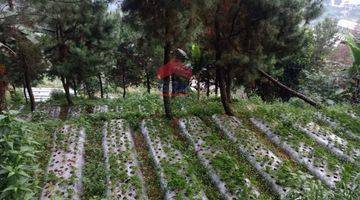 Gambar 1 Tanah Kampung Daun Lembang Triniti Bandung