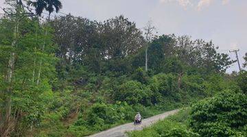 Gambar 1 Tanah Kebun Jati 315 Batang Di Kota Batu Ranau Jalan Utama Menuju Wisata Air Panas Danau Ranau Dan Gunung Seminung Kab.oku Selatan Provinsi Sumatera Selatan