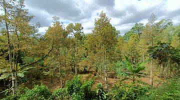 Gambar 1 Kebun Durian Siap Panen 3038m Karangpandan 