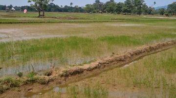 Gambar 2 Dijual cepat  Sawah Cantik dengan view Gunung di Palopo