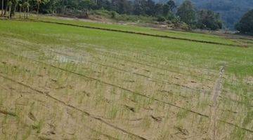 Gambar 3 Dijual cepat  Sawah Cantik dengan view Gunung di Palopo