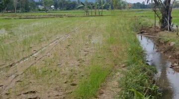 Gambar 1 Dijual cepat  Sawah Cantik dengan view Gunung di Palopo