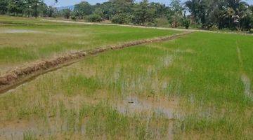 Gambar 4 Dijual cepat  Sawah Cantik dengan view Gunung di Palopo