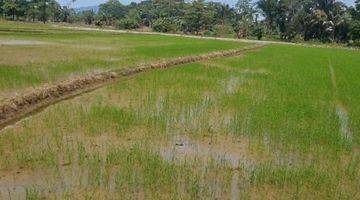 Gambar 5 Dijual cepat  Sawah Cantik dengan view Gunung di Palopo