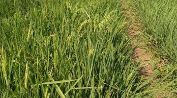 Gambar 2 Sawah Produktif di Cipunagara Subang, Dekat Saluran Irigasi Utama