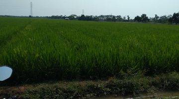 Gambar 4 Sawah Produktif di Cipunagara Subang, Dekat Saluran Irigasi Utama