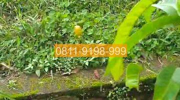 Gambar 2 Jual Tanah Parongpong Bandung Barat 150m2 Bd6a57