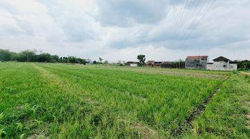 Gambar 4 Tanah Sawah 1.805m² Dekat Exit Tol Ngasem Colomadu KRA