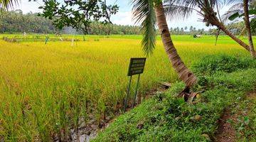 Gambar 4 DIJUAL SAWAH ,LOKASI STRATEGIS SUBUR DAN  MENGHASILKAN 