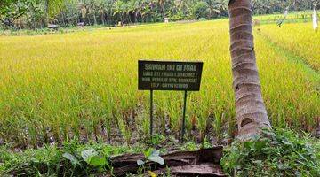 Gambar 3 DIJUAL SAWAH ,LOKASI STRATEGIS SUBUR DAN  MENGHASILKAN 