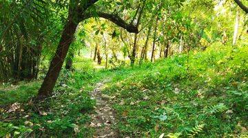 Gambar 1 KEBUN SUBUR MURAH LOMBOK UTARA