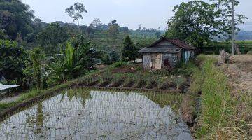 Gambar 4 Tanah Sawah Luas Dan Subur 200 Jutaan Di Mojokerto 